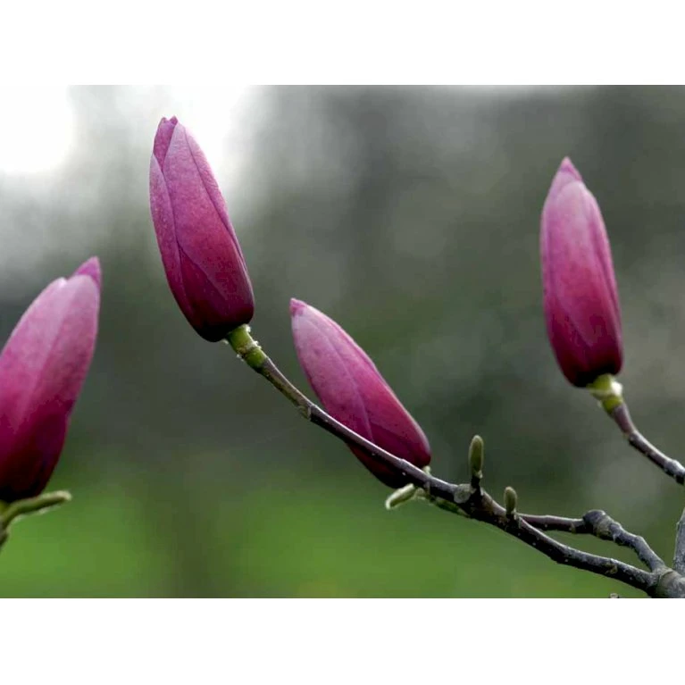 Magnolia 'Galaxy' Magnolia Fraseri 'Galaxy' Trådklump,- 175-200 cm. Magnolia 'Galaxy' Magnolia Fraseri 'Galaxy' Trådklump,- 175-200 Cm. -Plantetorvet mi4227 magnolia galaxy 3c85