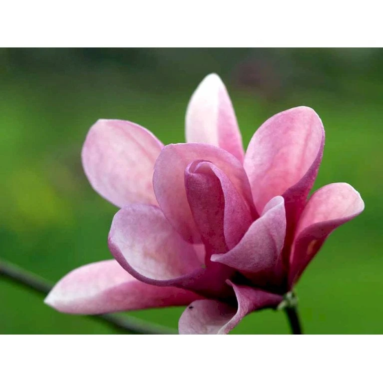 Magnolia 'Galaxy' Magnolia Fraseri 'Galaxy' Trådklump,- 175-200 cm. Magnolia 'Galaxy' Magnolia Fraseri 'Galaxy' Trådklump,- 175-200 Cm. -Plantetorvet mi4227 magnolia galaxy cec4