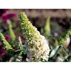 Sommerfuglebusk Buzz 'Ivory' Buddleja Buzz 'Ivory' 3,0 Liter Potte 4 Sommerfuglebusk Buzz 'Ivory' Buddleja Buzz 'Ivory' 3,0 Liter Potte -Plantetorvet mi4566 buddleja davidii buzz tm ivory 3d08