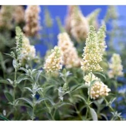 Sommerfuglebusk Buzz 'Ivory' Buddleja Buzz 'Ivory' 3,0 Liter Potte 5 Sommerfuglebusk Buzz 'Ivory' Buddleja Buzz 'Ivory' 3,0 Liter Potte -Plantetorvet mi4566 buddleja davidii buzz tm ivory 7e38