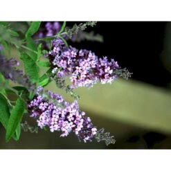 Sommerfuglebusk Buzz 'Violet' Buddleja Buzz 'Violet' 3,0 Liter Potte -Plantetorvet mi4568 buddleja davidii buzz tm violet 2355