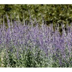 Russisk Salvie 'Little Spire' Perovskia Atriplicifolia 'Little Spire' 1 Liter Potte 5 Russisk Salvie 'Little Spire' Perovskia Atriplicifolia 'Little Spire' 1 Liter Potte -Plantetorvet mi4891 perovskia atriplicifolia little spire 5003