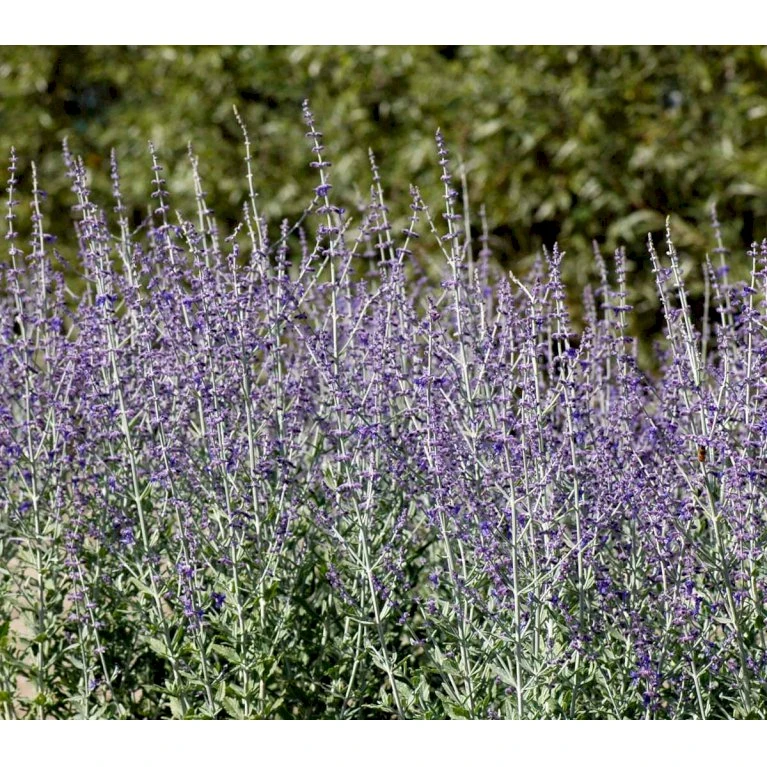 Russisk Salvie 'Little Spire' Perovskia Atriplicifolia 'Little Spire' 1 liter potte Russisk Salvie 'Little Spire' Perovskia Atriplicifolia 'Little Spire' 1 Liter Potte -Plantetorvet mi4891 perovskia atriplicifolia little spire 5003