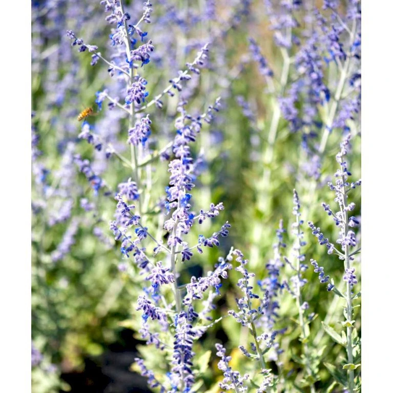 Russisk Salvie 'Little Spire' Perovskia Atriplicifolia 'Little Spire' 1 liter potte Russisk Salvie 'Little Spire' Perovskia Atriplicifolia 'Little Spire' 1 Liter Potte -Plantetorvet mi4891 perovskia atriplicifolia little spire 868e