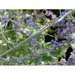 Russisk Salvie 'Little Spire' Perovskia Atriplicifolia 'Little Spire' 1 Liter Potte 4 Russisk Salvie 'Little Spire' Perovskia Atriplicifolia 'Little Spire' 1 Liter Potte -Plantetorvet mi4891 perovskia atriplicifolia little spire bc46