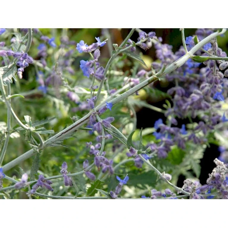 Russisk Salvie 'Little Spire' Perovskia Atriplicifolia 'Little Spire' 1 liter potte Russisk Salvie 'Little Spire' Perovskia Atriplicifolia 'Little Spire' 1 Liter Potte -Plantetorvet mi4891 perovskia atriplicifolia little spire bc46