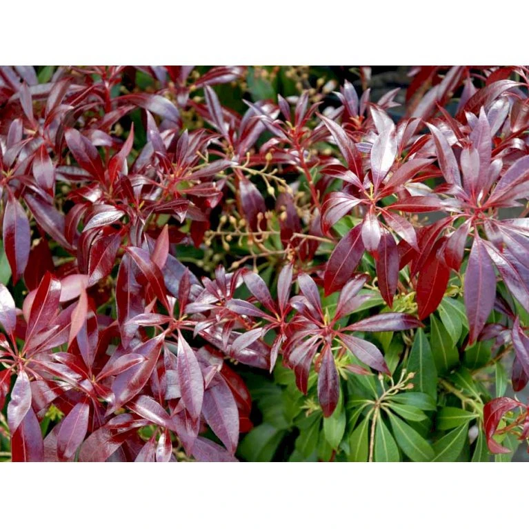 Pieris 'Katsura' Pieris Japonica 'Katsura' Potte 3,0 liter,- 25-30 cm. Pieris 'Katsura' Pieris Japonica 'Katsura' Potte 3,0 Liter,- 25-30 Cm. -Plantetorvet mi4904 pieris japonica katsura 06d4