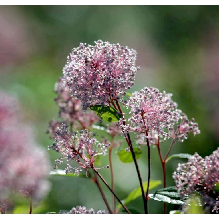 Amerikansk Syren 'Marie Simon' Ceanothus Pallidus 'Marie Simon' 3,5 liter potte Amerikansk Syren 'Marie Simon' Ceanothus Pallidus 'Marie Simon' 3,5 Liter Potte -Plantetorvet mi491 ceanothus x pallidus marie simon 3445
