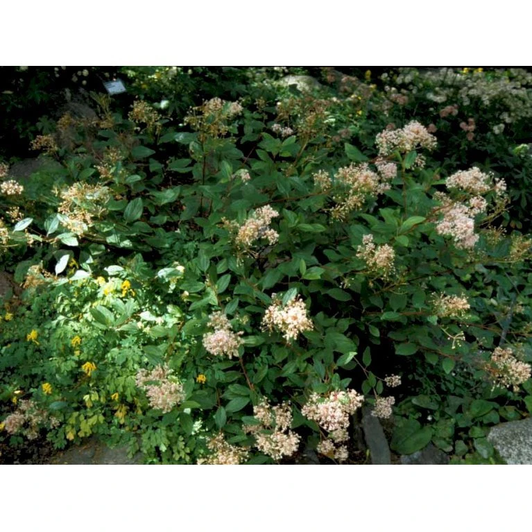 Amerikansk Syren 'Marie Simon' Ceanothus Pallidus 'Marie Simon' 3,5 liter potte Amerikansk Syren 'Marie Simon' Ceanothus Pallidus 'Marie Simon' 3,5 Liter Potte -Plantetorvet mi491 ceanothus x pallidus marie simon d7d1