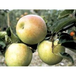 Æble 'Aroma' Malus X 'Aroma' 4-8 Grene. 120-160 Cm. Potte, (M7) 4 Æble 'Aroma' Malus X 'Aroma' 4-8 Grene. 120-160 Cm. Potte, (M7) -Plantetorvet mi5008 malus domestica aroma 0639