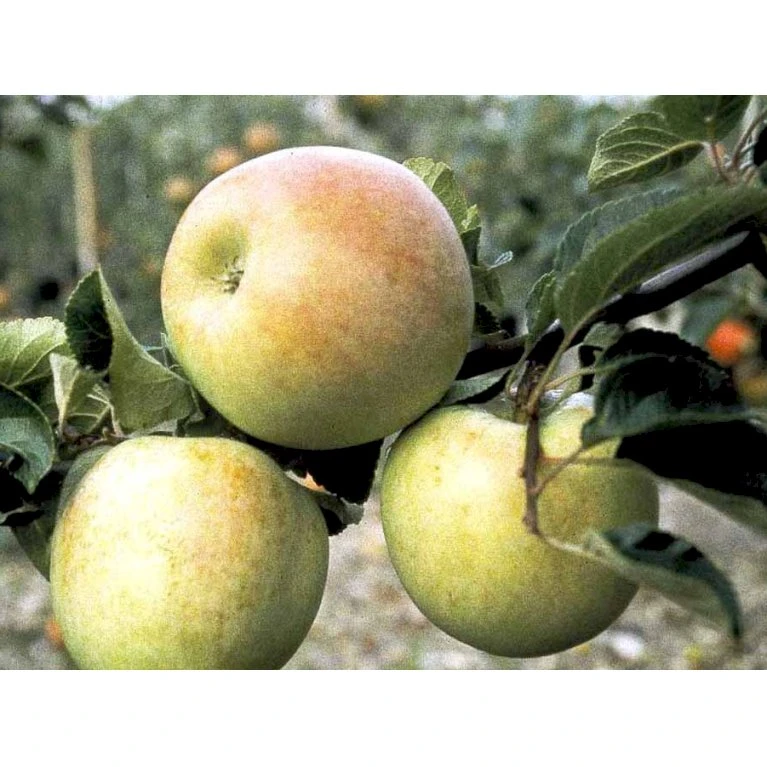 Æble 'Aroma' Malus X 'Aroma' 4-8 grene. 120-160 cm. Potte, (M7) Æble 'Aroma' Malus X 'Aroma' 4-8 Grene. 120-160 Cm. Potte, (M7) -Plantetorvet mi5008 malus domestica aroma 0639