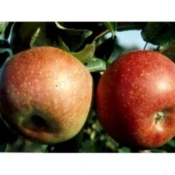 Æble 'Aroma' Malus X 'Aroma' 4-8 Grene. 120-160 Cm. Potte, (M7) 5 Æble 'Aroma' Malus X 'Aroma' 4-8 Grene. 120-160 Cm. Potte, (M7) -Plantetorvet mi5008 malus domestica aroma 079f