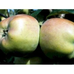 Æble 'Filippa' Malus X 'Filippa' Espalier 2 Etager,- Med Potte 4 Æble 'Filippa' Malus X 'Filippa' Espalier 2 Etager,- Med Potte -Plantetorvet mi5022 malus domestica filippa 380d