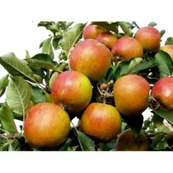 Æble 'Holsteiner Cox' Malus X 'Holsteiner Cox' 4-8 Grene. 120-160 Cm. Potte, (M7) 5 Æble 'Holsteiner Cox' Malus X 'Holsteiner Cox' 4-8 Grene. 120-160 Cm. Potte, (M7) -Plantetorvet mi5035 malus domestica holsteiner cox 271e