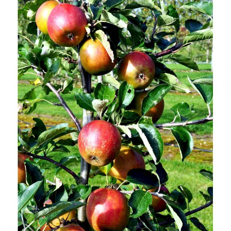 Æble 'Holsteiner Cox' Malus X 'Holsteiner Cox' 4-8 grene. 120-160 cm. Potte, (M7) Æble 'Holsteiner Cox' Malus X 'Holsteiner Cox' 4-8 Grene. 120-160 Cm. Potte, (M7) -Plantetorvet mi5035 malus domestica holsteiner cox 942c