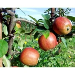 Æble 'Ildrød Pigeon' Malus X 'Ildrød Pigeon' 4-8 Grene. 120-160 Cm. Potte, (M7) -Plantetorvet mi5038 malus domestica ildroed pigeon 3fc8