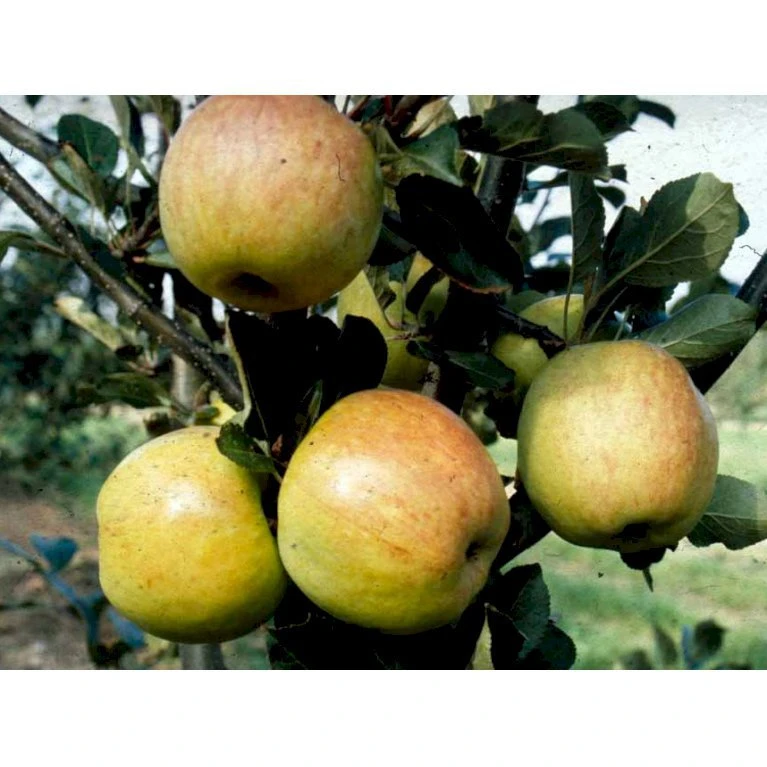 Æble 'James Grieve' Malus X 'James Grieve' Espalier 2 etager,- med potte Æble 'James Grieve' Malus X 'James Grieve' Espalier 2 Etager,- Med Potte -Plantetorvet mi5042 malus domestica james grieve 63cf