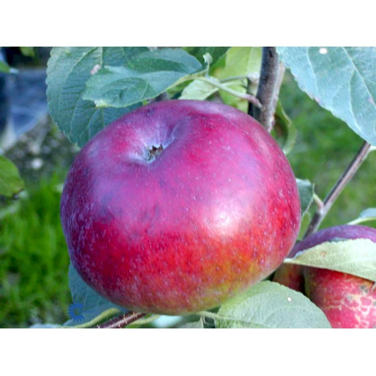 Æble 'Lobo' Malus X 'Lobo' 4-8 grene, 150-200 cm. 10 liter potte (A-2) Æble 'Lobo' Malus X 'Lobo' 4-8 Grene, 150-200 Cm. 10 Liter Potte (A-2) -Plantetorvet mi5048 malus domestica lobo 0125