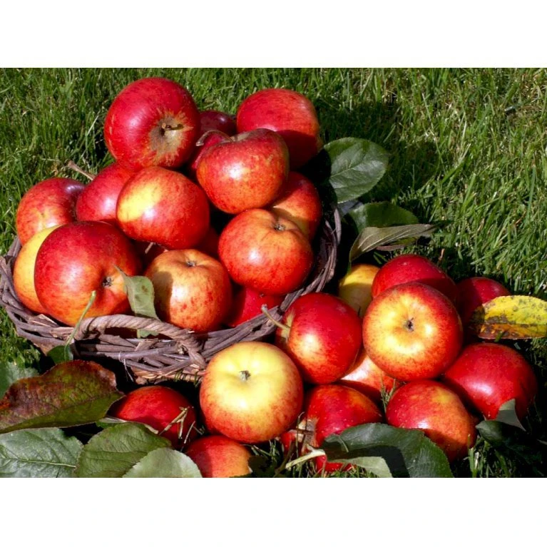 Æble 'Rubinola' Malus X 'Rubinola' Træ med sidegrene,- stammeomkreds 20-25 cm. med klump Æble 'Rubinola' Malus X 'Rubinola' Træ Med Sidegrene,- Stammeomkreds 20-25 Cm. Med Klump -Plantetorvet mi5064 malus domestica rubinola 6acf