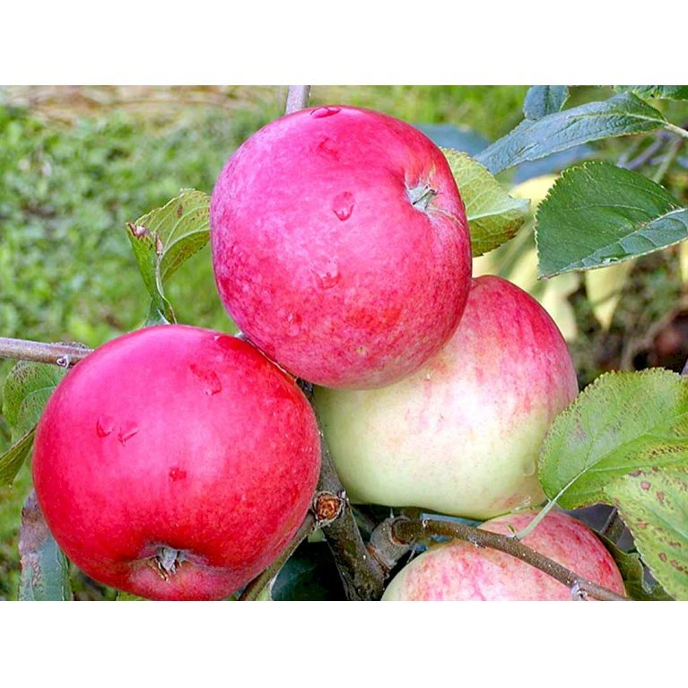 Æble 'Rød Ananas' Malus X 'Rød Ananas' Dværgtræ, 3-5 grene, 6,7 liter potte, 80-100 cm. Æble 'Rød Ananas' Malus X 'Rød Ananas' Dværgtræ, 3-5 Grene, 6,7 Liter Potte, 80-100 Cm. -Plantetorvet mi5065 malus domestica roed ananas 2a7b