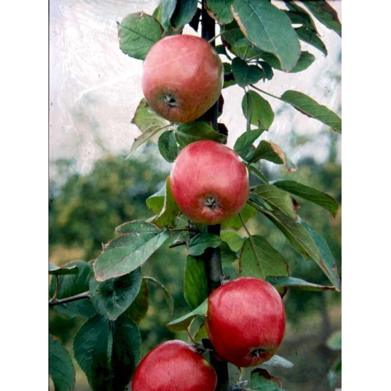 Æble 'Rød Ananas' Malus X 'Rød Ananas' Dværgtræ, 3-5 grene, 6,7 liter potte, 80-100 cm. Æble 'Rød Ananas' Malus X 'Rød Ananas' Dværgtræ, 3-5 Grene, 6,7 Liter Potte, 80-100 Cm. -Plantetorvet mi5065 malus domestica roed ananas 6801