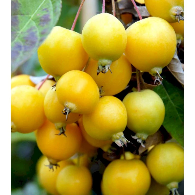 Paradisæble 'Golden Hornet' Malus Hybrid 'Golden Hornet' Potte 10 liter 150-175 cm. Paradisæble 'Golden Hornet' Malus Hybrid 'Golden Hornet' Potte 10 Liter 150-175 Cm. -Plantetorvet mi5087 malus golden hornet a156