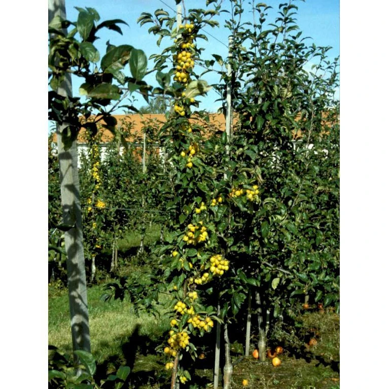Paradisæble 'Golden Hornet' Malus Hybrid 'Golden Hornet' Potte 10 liter 150-175 cm. Paradisæble 'Golden Hornet' Malus Hybrid 'Golden Hornet' Potte 10 Liter 150-175 Cm. -Plantetorvet mi5087 malus golden hornet ea30