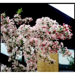 Paradisæble 'Gorgeous' Malus Hybrid 'Gorgeous' Heister 175-200 Cm. Med Potte -Plantetorvet mi5088 malus gorgeous 0f3d