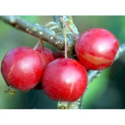 Paradisæble 'Gorgeous' Malus Hybrid 'Gorgeous' Heister 175-200 Cm. Med Potte -Plantetorvet mi5088 malus gorgeous 3348