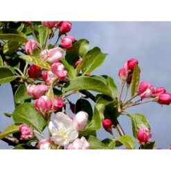 Paradisæble 'Gorgeous' Malus Hybrid 'Gorgeous' Heister 175-200 Cm. Med Potte -Plantetorvet mi5088 malus gorgeous 4abc