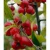 Paradisæble 'Gorgeous' Malus Hybrid 'Gorgeous' Heister 175-200 Cm. Med Potte