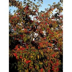 Paradisæble 'Gorgeous' Malus Hybrid 'Gorgeous' Heister 175-200 Cm. Med Potte -Plantetorvet mi5088 malus gorgeous cb41