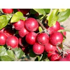 Paradisæble 'Gorgeous' Malus Hybrid 'Gorgeous' Heister 175-200 Cm. Med Potte -Plantetorvet mi5088 malus gorgeous e12b