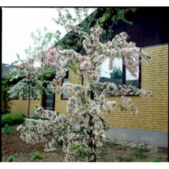 Paradisæble 'Gorgeous' Malus Hybrid 'Gorgeous' Heister 175-200 Cm. Med Potte -Plantetorvet mi5088 malus gorgeous f369
