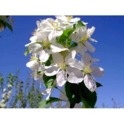 Paradisæble 'Gorgeous' Malus Hybrid 'Gorgeous' Heister 175-200 Cm. Med Potte -Plantetorvet mi5088 malus gorgeous f5a9