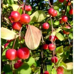 Paradisæble 'Red Sentinel' Malus Ssp. 'Red Sentinel' Heister 175-200 Cm. Med Potte -Plantetorvet mi5117 malus red sentinel f14a