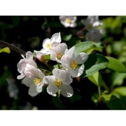Paradisæble 'Red Sentinel' Malus Ssp. 'Red Sentinel' Heister 175-200 Cm. Med Potte -Plantetorvet mi5118 malus red sentinel 211b