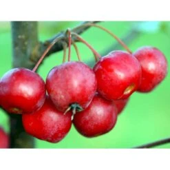 Paradisæble 'Red Sentinel' Malus Ssp. 'Red Sentinel' Heister 175-200 Cm. Med Potte -Plantetorvet mi5118 malus red sentinel ce9b