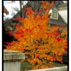 Hjertetræ Cercidiphyllum Japonicum Potte 7,5 Liter 175-200 Cm. -Plantetorvet mi511 cercidiphyllum japonicum a066