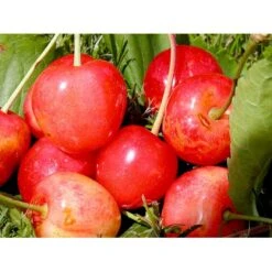 Sød Kirsebær 'Merton Glory' - Kræver Bestøver Prunus X 'Merton Glory' - Kræver Bestøver 4-8 Grene, 130-170 Cm. 10 Liter Potte (Colt) -Plantetorvet mi5148 prunus avium merton glory 94ce