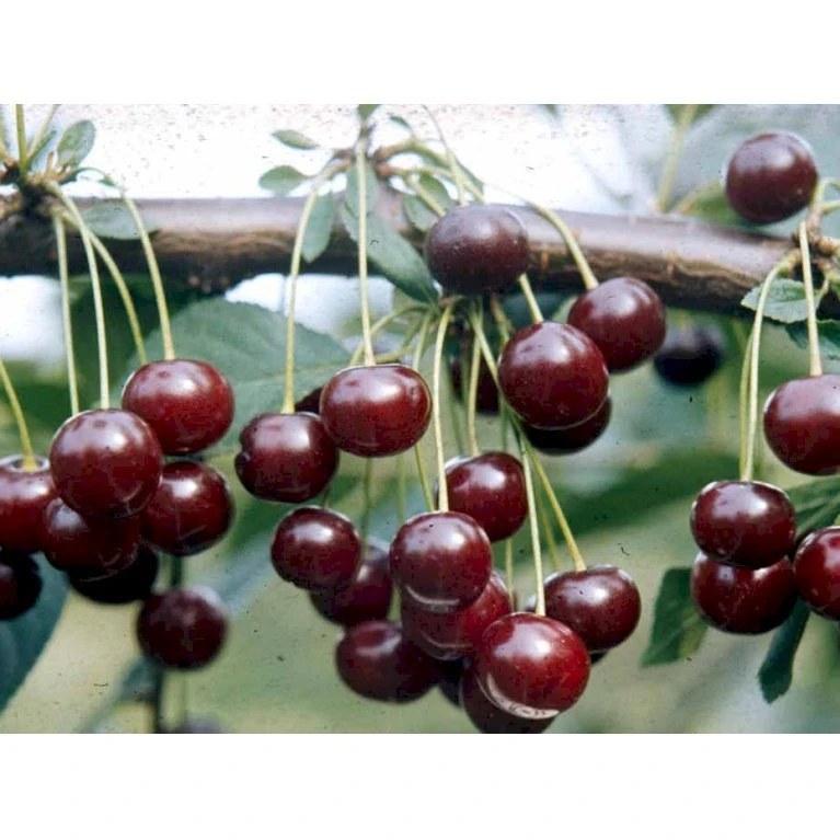 Stevnsbær (kirsebær, Sure) - Selvbestøvende Prunus X Stevnsbær- Selvbestøvende 4-8 grene, 130-170 cm. 10 liter potte (Colt) Stevnsbær (kirsebær, Sure) - Selvbestøvende Prunus X Stevnsbær- Selvbestøvende 4-8 Grene, 130-170 Cm. 10 Liter Potte (Colt) -Plantetorvet mi5156 prunus cerasus stevnsbaer 60ad