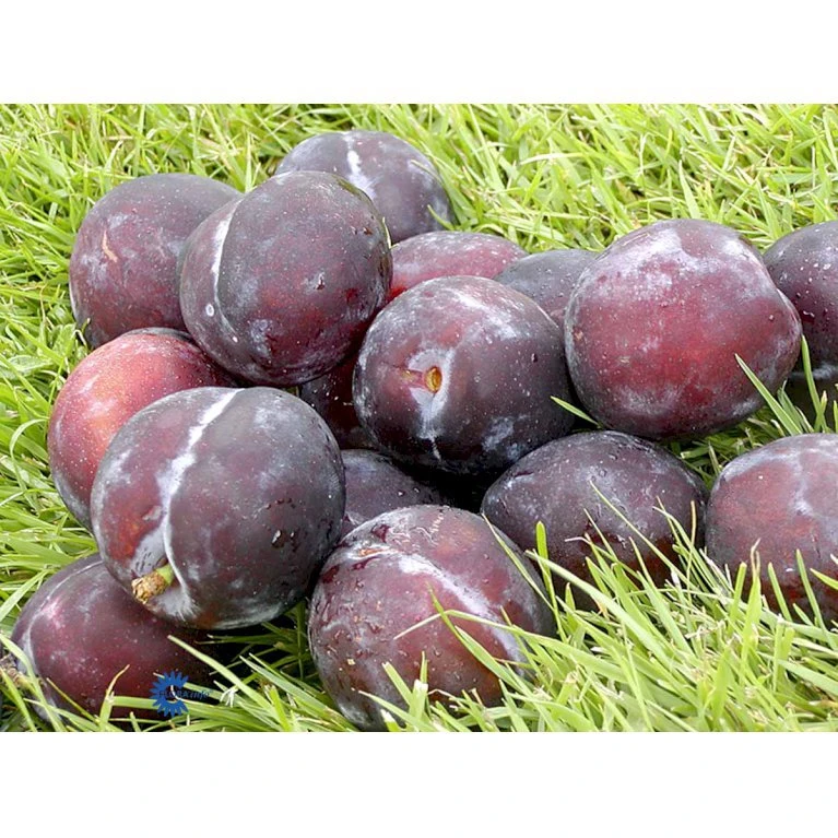 Blomme 'Herman' Prunus Domestica 'Herman' 4-8 grene, 130-170 cm. 10 liter potte. (S.J.A.) Blomme 'Herman' Prunus Domestica 'Herman' 4-8 Grene, 130-170 Cm. 10 Liter Potte. (S.J.A.) -Plantetorvet mi5164 prunus domestica herman daa6