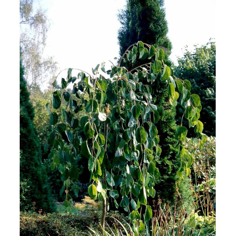 Hængende Hjertetræ Cercidiphyllum Japonicum 'Pendulum' Opstammet 150 cm. med potte Hængende Hjertetræ Cercidiphyllum Japonicum 'Pendulum' Opstammet 150 Cm. Med Potte -Plantetorvet mi518 cercidiphyllum jap pendula 259f