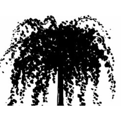 Hængende Hjertetræ Cercidiphyllum Japonicum 'Pendulum' Opstammet 150 Cm. Med Potte 6 Hængende Hjertetræ Cercidiphyllum Japonicum 'Pendulum' Opstammet 150 Cm. Med Potte -Plantetorvet mi518 cercidiphyllum jap pendula 2ef5