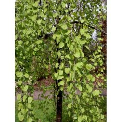 Hængende Hjertetræ Cercidiphyllum Japonicum 'Pendulum' Opstammet 150 Cm. Med Potte 5 Hængende Hjertetræ Cercidiphyllum Japonicum 'Pendulum' Opstammet 150 Cm. Med Potte -Plantetorvet mi518 cercidiphyllum jap pendula 6025