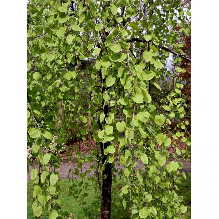 Hængende Hjertetræ Cercidiphyllum Japonicum 'Pendulum' Opstammet 150 cm. med potte Hængende Hjertetræ Cercidiphyllum Japonicum 'Pendulum' Opstammet 150 Cm. Med Potte -Plantetorvet mi518 cercidiphyllum jap pendula 6025