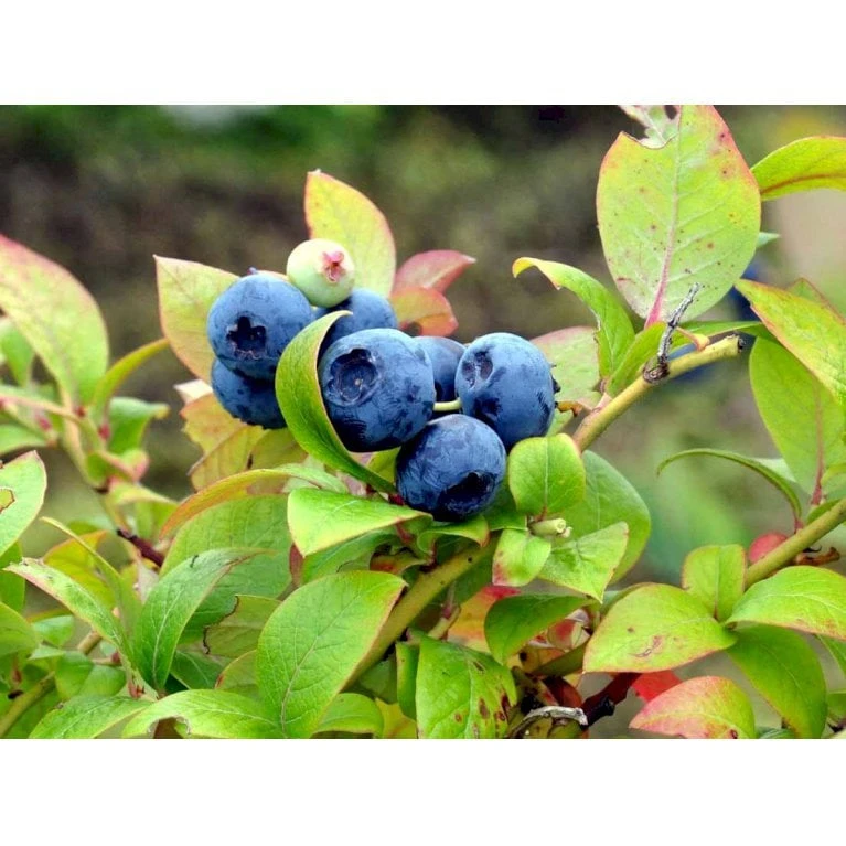 Storfrugtet Blåbær 'Elizabeth' Vaccinium Corymbosum 'Elizabeth' Potte 2,5 liter, - 25-30 cm. Storfrugtet Blåbær 'Elizabeth' Vaccinium Corymbosum 'Elizabeth' Potte 2,5 Liter, - 25-30 Cm. -Plantetorvet mi5239 vaccinium corymbosum puru bc44