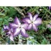 Italiensk Skovranke 'Venosa Violacea' Clematis Viticella 'Venosa Violacea' Potte 2,0 Liter,- Opbundet 60-100 Cm 1 Italiensk Skovranke 'Venosa Violacea' Clematis Viticella 'Venosa Violacea' Potte 2,0 Liter,- Opbundet 60-100 Cm -Plantetorvet mi590 clematis viticella venosa violacea cbfd