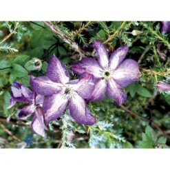 Italiensk Skovranke 'Venosa Violacea' Clematis Viticella 'Venosa Violacea' Potte 2,0 Liter,- Opbundet 60-100 Cm