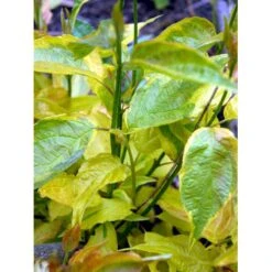 Broget Kornel 'Spaethii' Cornus Alba 'Spaethii' Med Klump,- 150-175 Cm. 4 Broget Kornel 'Spaethii' Cornus Alba 'Spaethii' Med Klump,- 150-175 Cm. -Plantetorvet mi614 cornus alba spaethii 0d36